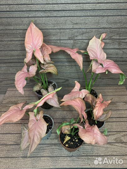 Сингониумы сортовые