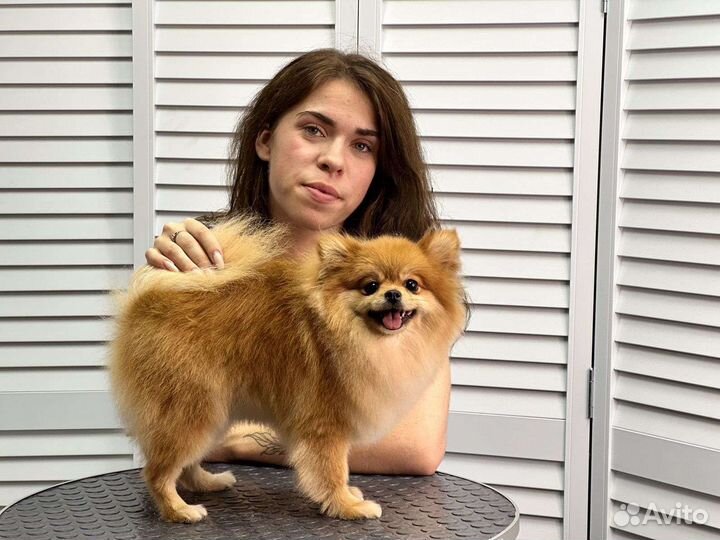 Стрижка собак бесплатно