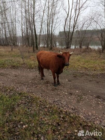 Коровы и телята