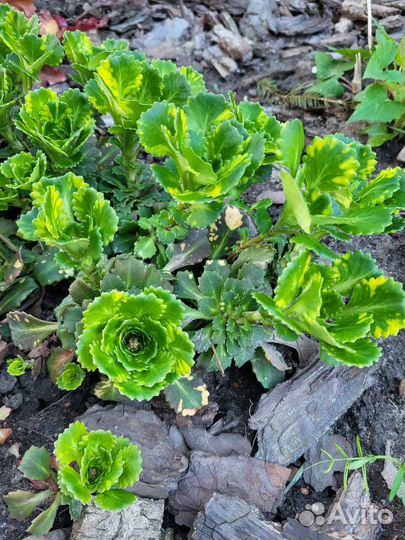 Малоуходные растюхи