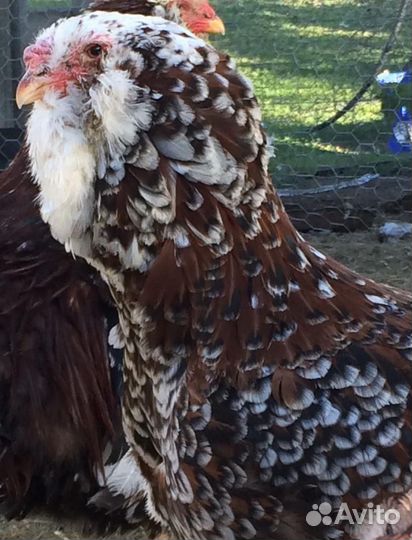 Павловские Юрловские Царскосельские