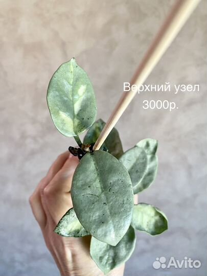 Хойя carnosa Argentea Princess