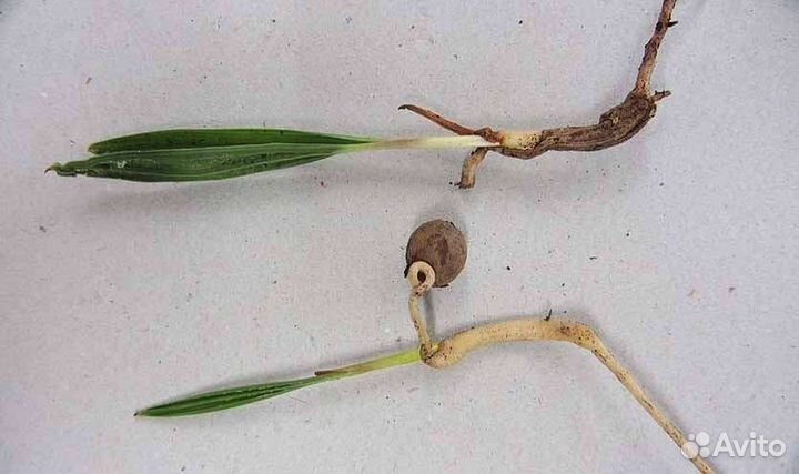 Пальма хамеропс приземистый косточки