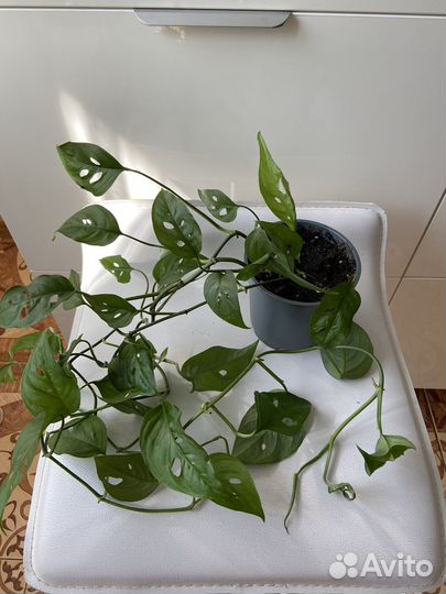 Комнатные растения