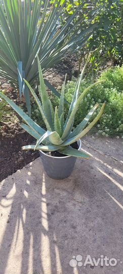 Растение алоэ вера