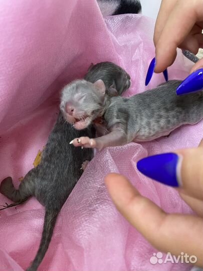 Котята в добрые руки бесплатно