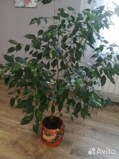 Фикус бенджамина
