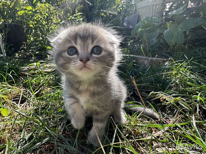 Котеноки Скоттиш-фолд шотландские веслоухие