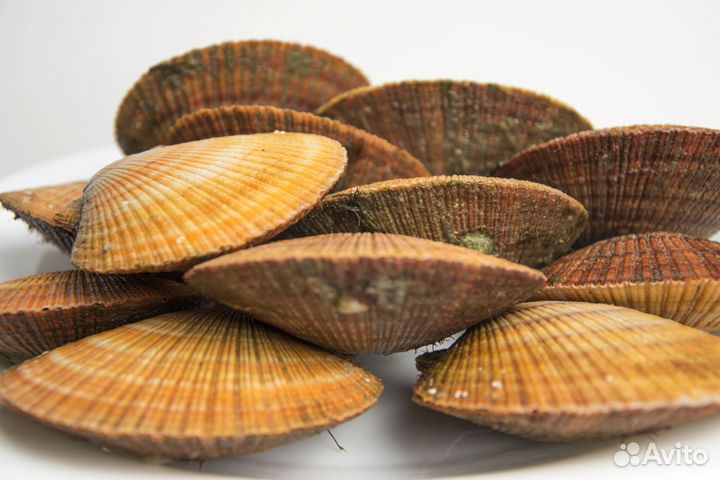 Морской еж и гребешок. Поднят со дна сегодня