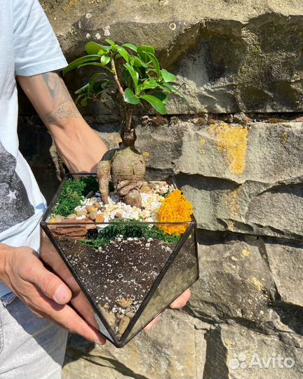 Подарок. Бонсай дерево. Флорариум. Композиция