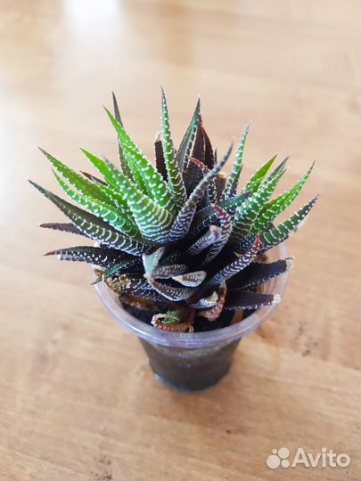 Хавортия жемчужная