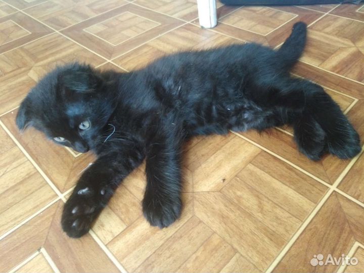 Отдам в добрые руки