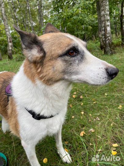 Собака Брошка