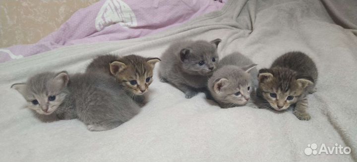 Котята в добрые руки