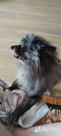 Маленькая собака шпиц