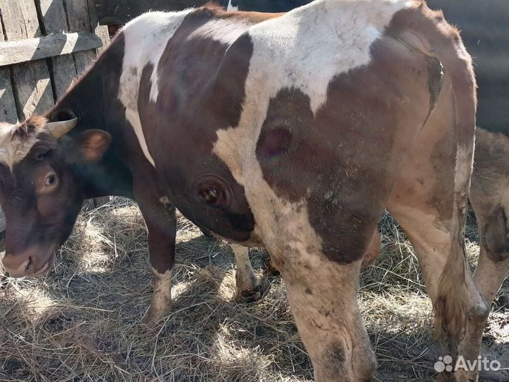 Бык 10 мес