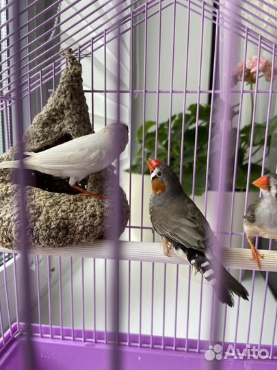 Амадины с клеткой