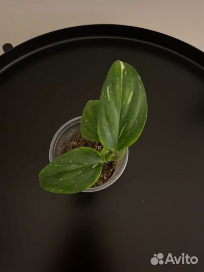 Филодендрон Кобра