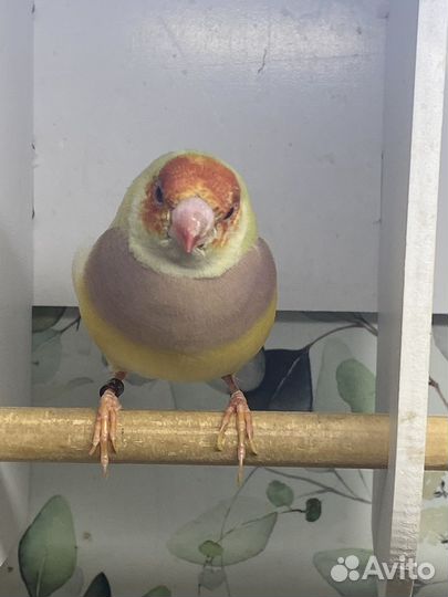 Амадина гульда 2 самочки