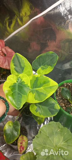 Колоказия gigante Hook. f. variegated