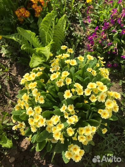 Цветы садовые-многолетние