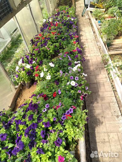 Рассада петунья