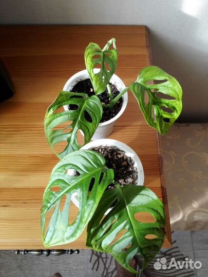 Монстера манки маск (косая)