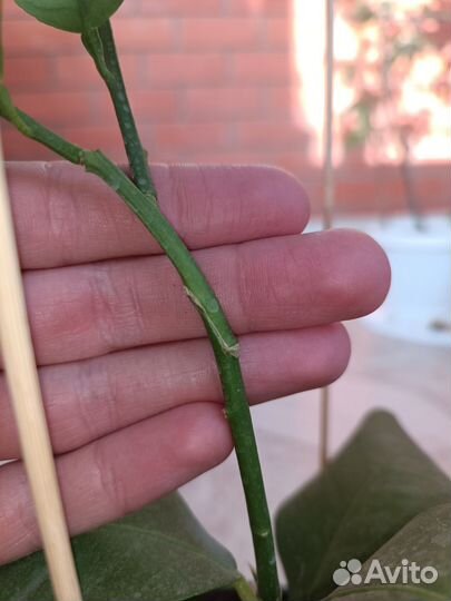 Прививка цитрусовых растений