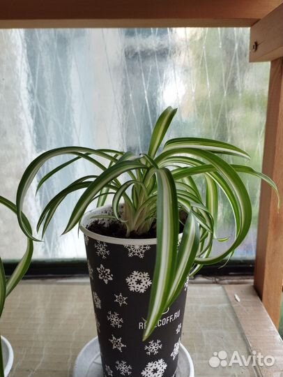 Хлорофитум кудрявый