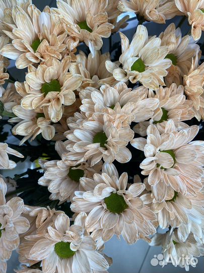 Хризантема