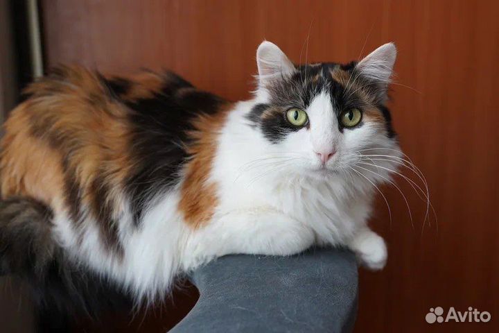 Кошка в дар