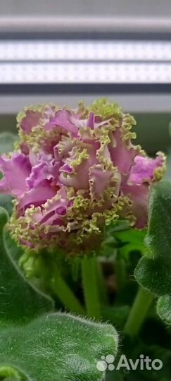 Сортовые фиалки