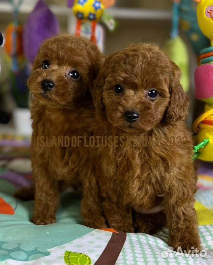 Той-пудель ред девочка и мальчик РКФ