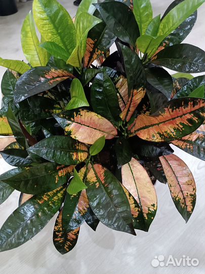 Кротон Миссис Айстон