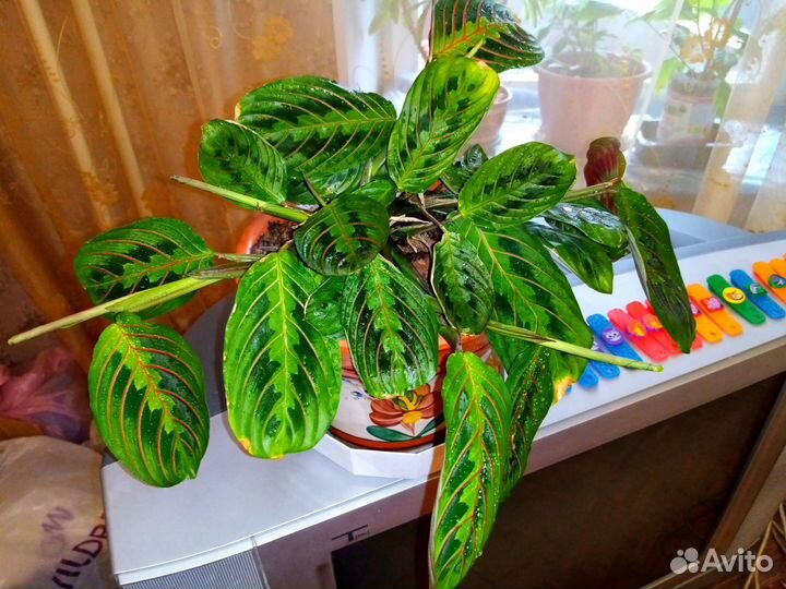Маранта и эпифиллум