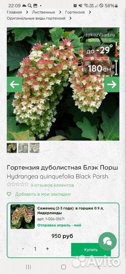 Саженцы дуболистной гортензии