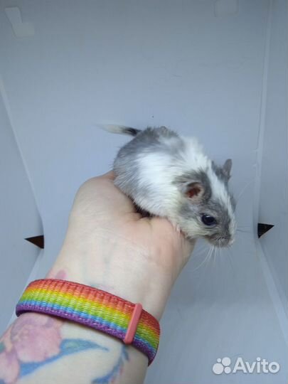 Песчанки монгольские, питомник