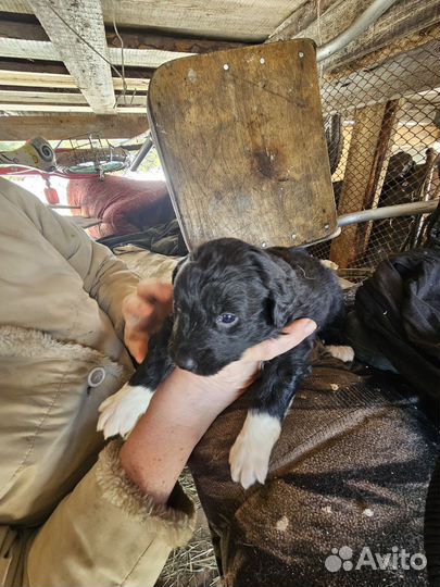 Щенки в добрые руки