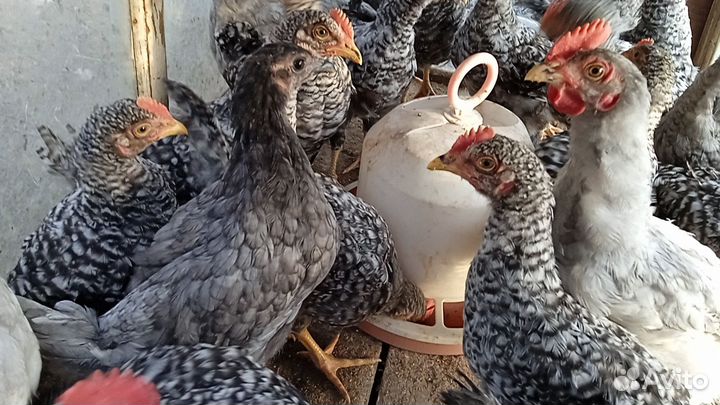 Петухи молодые доминант