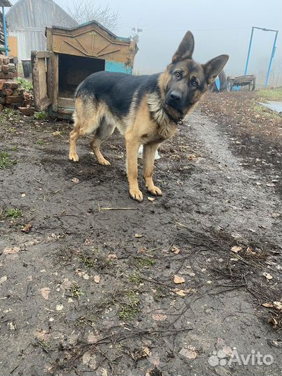 Немецкая овчарка