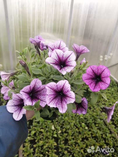 Цветы петунии рассада