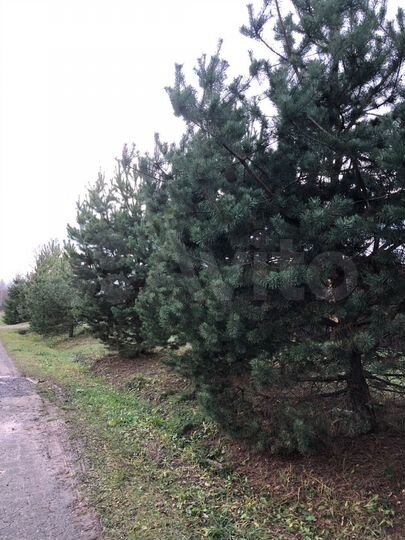 Участок 15 сот. (СНТ, ДНП)