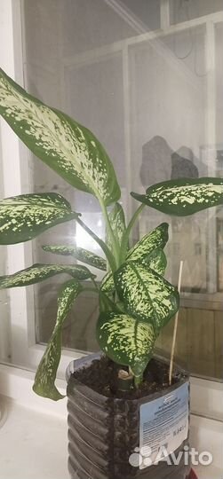 Диффенбахия