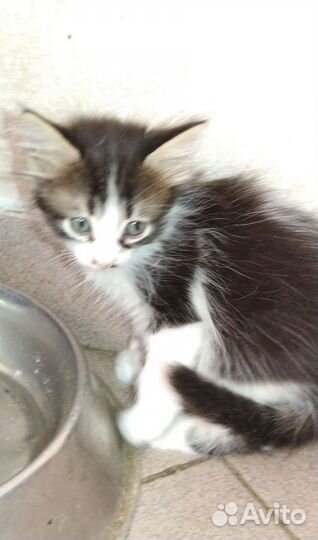 Котята в добрые руки бесплатно