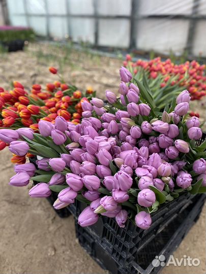 Луковицы тюльпанов