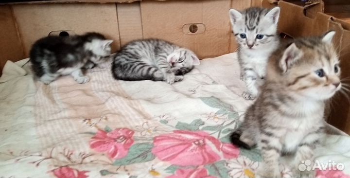 Котята в добрые руки