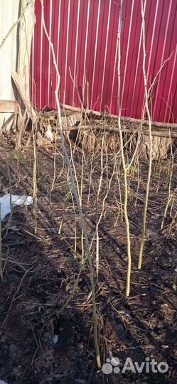 Гледичия трехколючковая