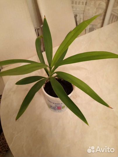 Популярный цветок Драцена укоренённые отростки