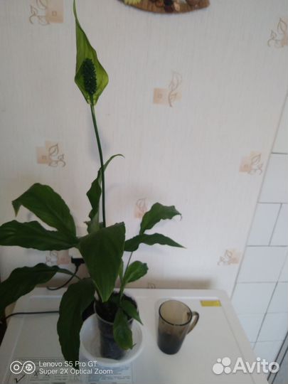 Спатифиллум