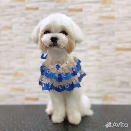 Зоосалон,груминг, стрижка собак и кошек